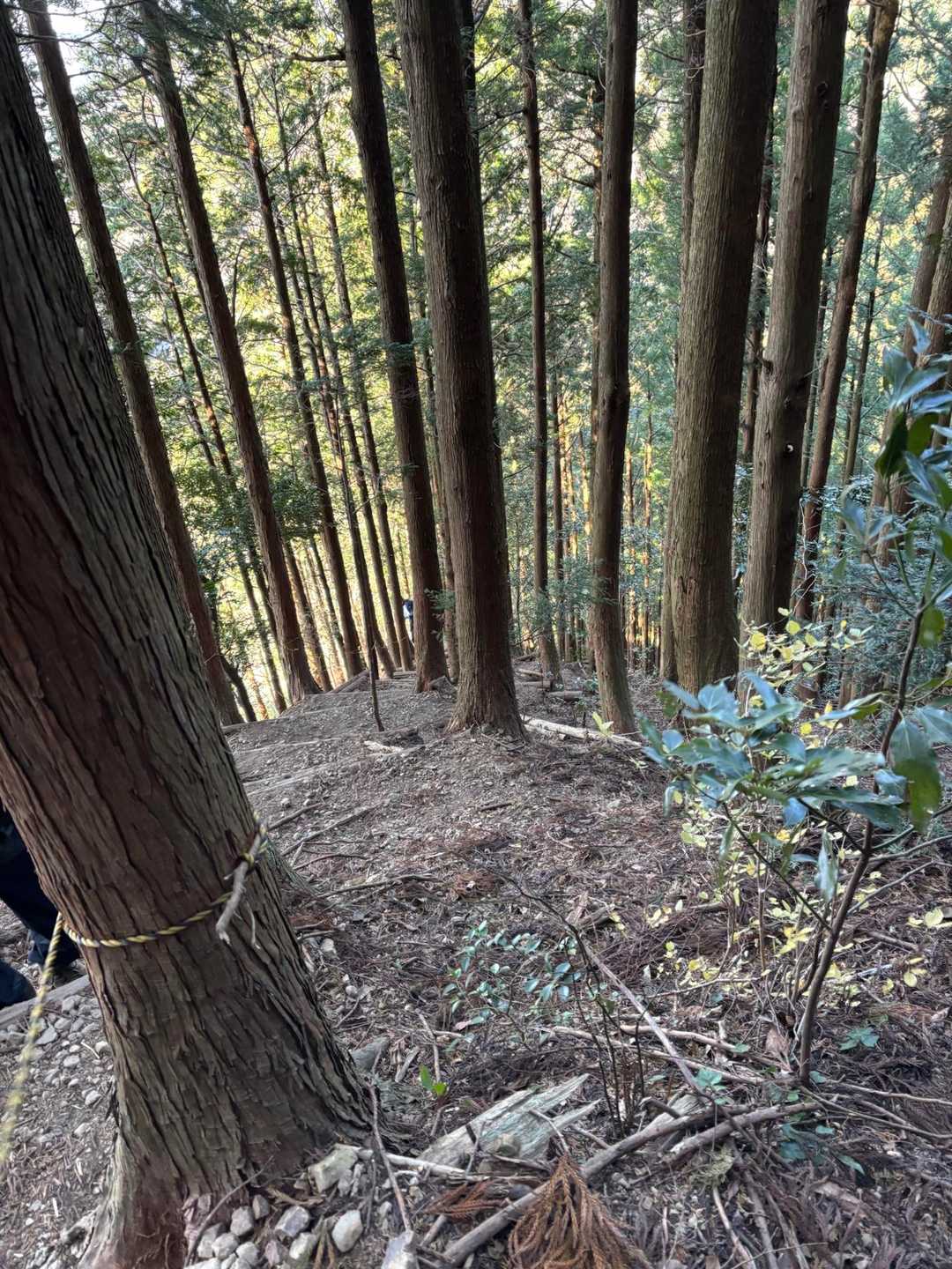 登ってきた道を撮ったけど、キツさが伝わらないなぁ…