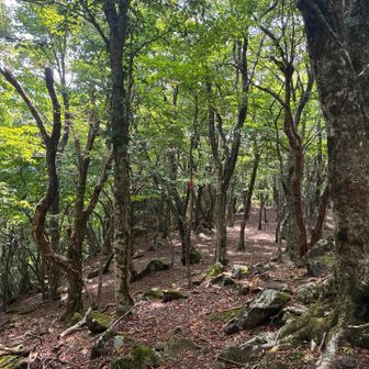 歩きやすい山道🚶‍♀️