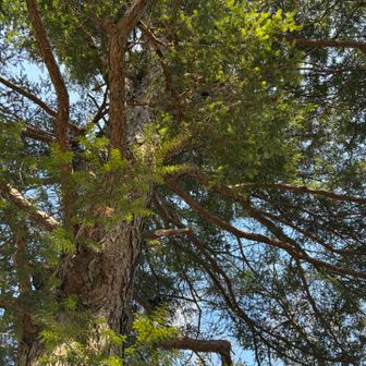 えぼしの樹の下でヨガしました