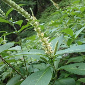 3日目の下山中に今回の山行で初めて見た花
テンニンソウ💚