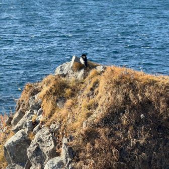 強風の中じーっとたたずむワタリガラス？