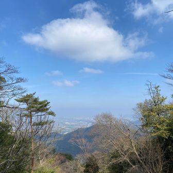 登りに使ったこの道にはバイカオウレン少なめでした