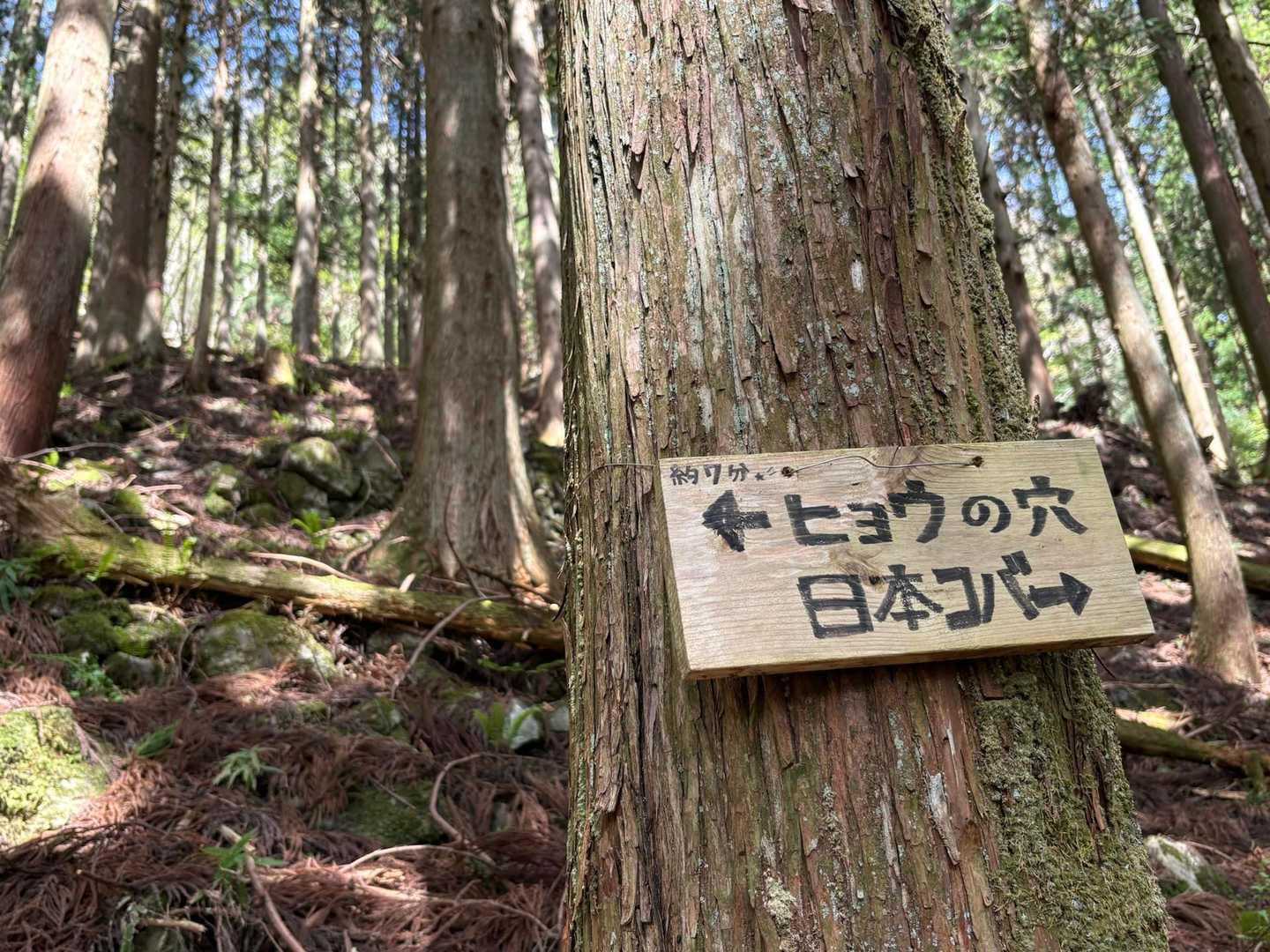 『ヒョウの穴』ここから７分とありますが、ここに戻ってこなくても登山道に合流できました🙆‍♀️
