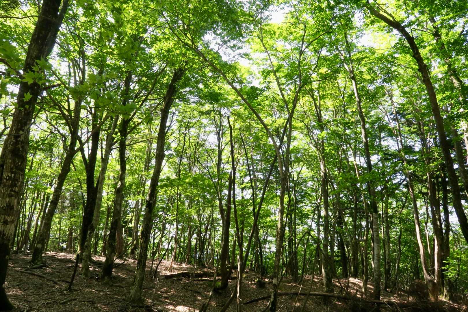 こんな綺麗な山中が至るところに！