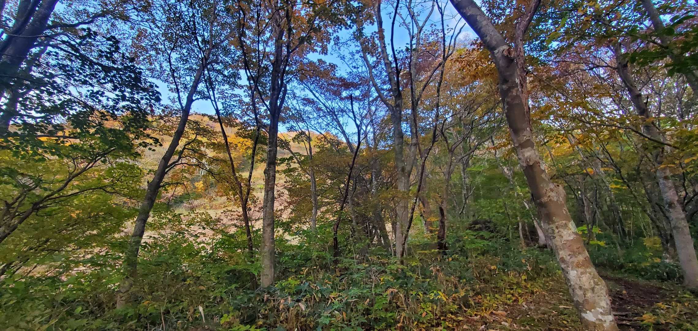 水引入道-屏風岳-南屏風岳-不忘山-白石女子校小屋跡 周回コースの写真
