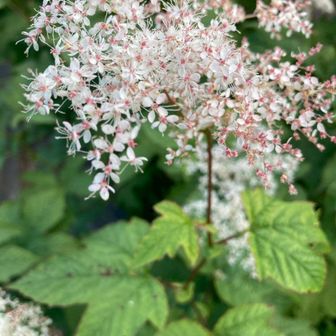 アンディ（旧名mushroom）