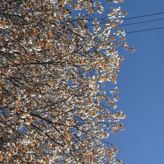 🌸満開風で花吹雪　地面は花びらと椿のお花絨毯