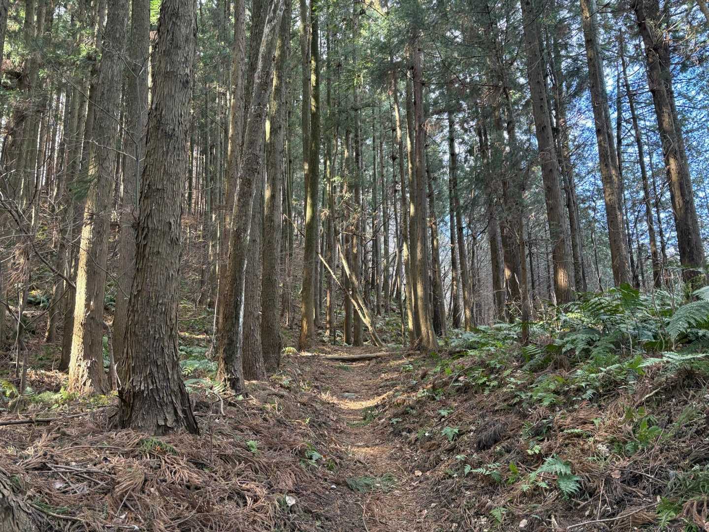 しばらく見通しの良い杉林を歩きます🚶‍♀️