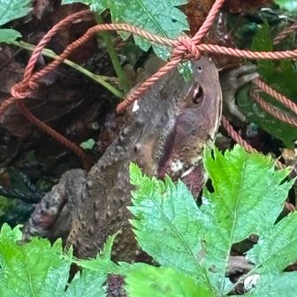 うわっ😰
ホントはカエルは苦手だけど。