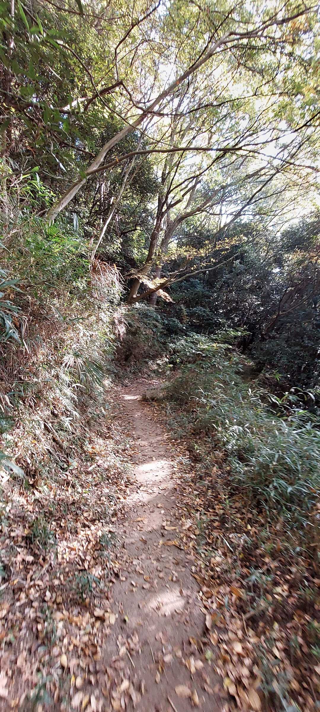 暫くは、歩きやすい道を進みます🎵😊