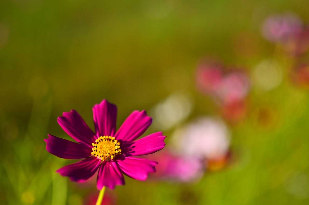 コスモス🌸(o^^o)