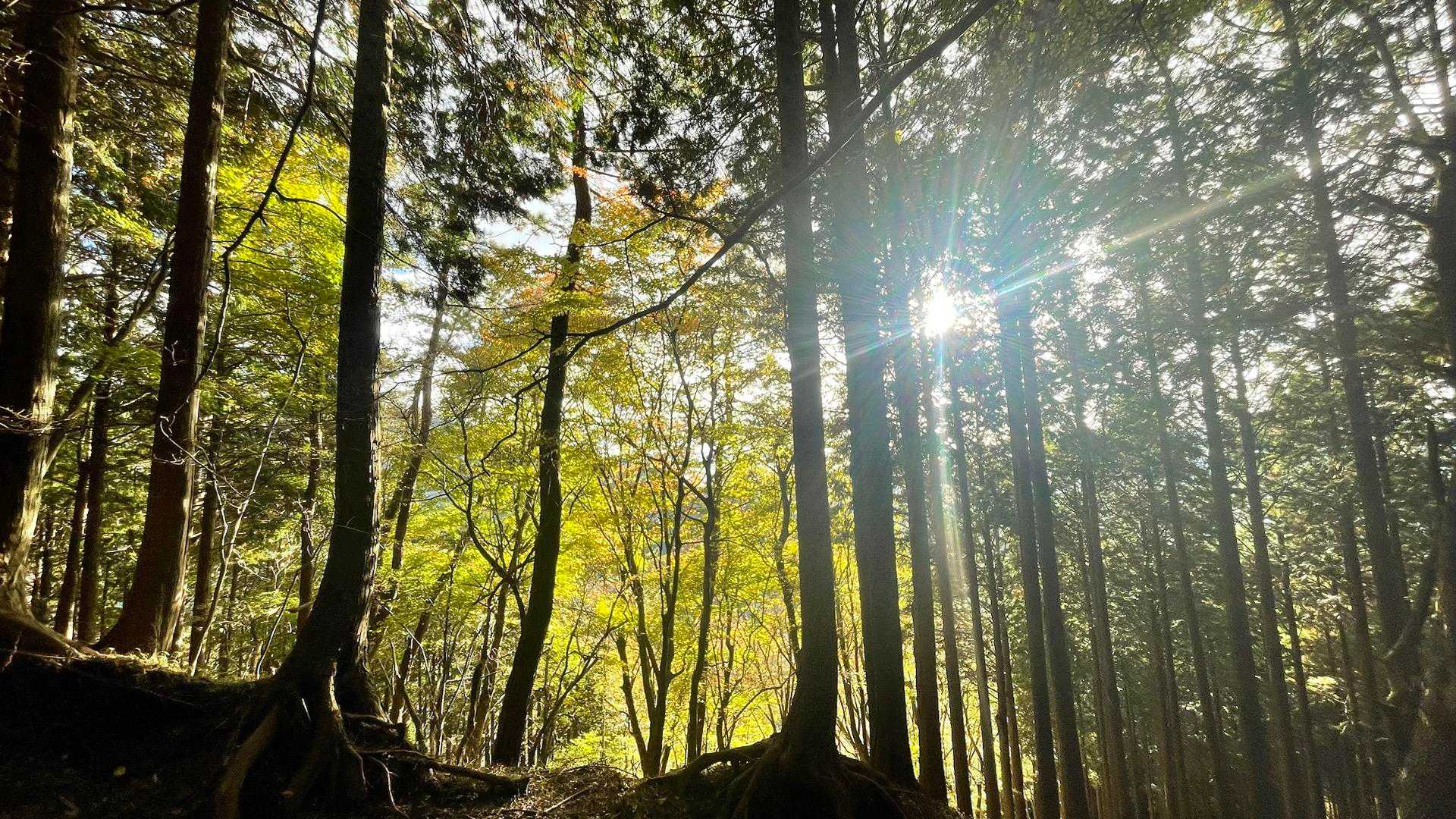 寄バス停-櫟山-栗ノ木洞-後沢乗越-鍋割山-小丸-花立ノ頭 縦走コースの写真