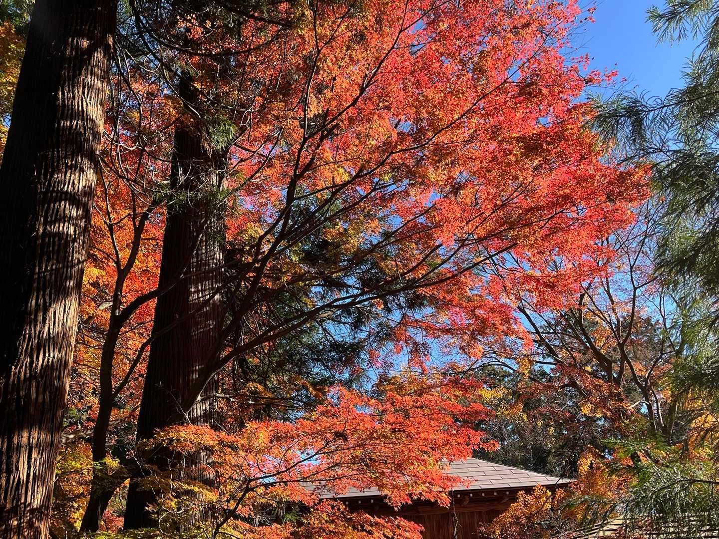 何度見てもステキな紅葉😍