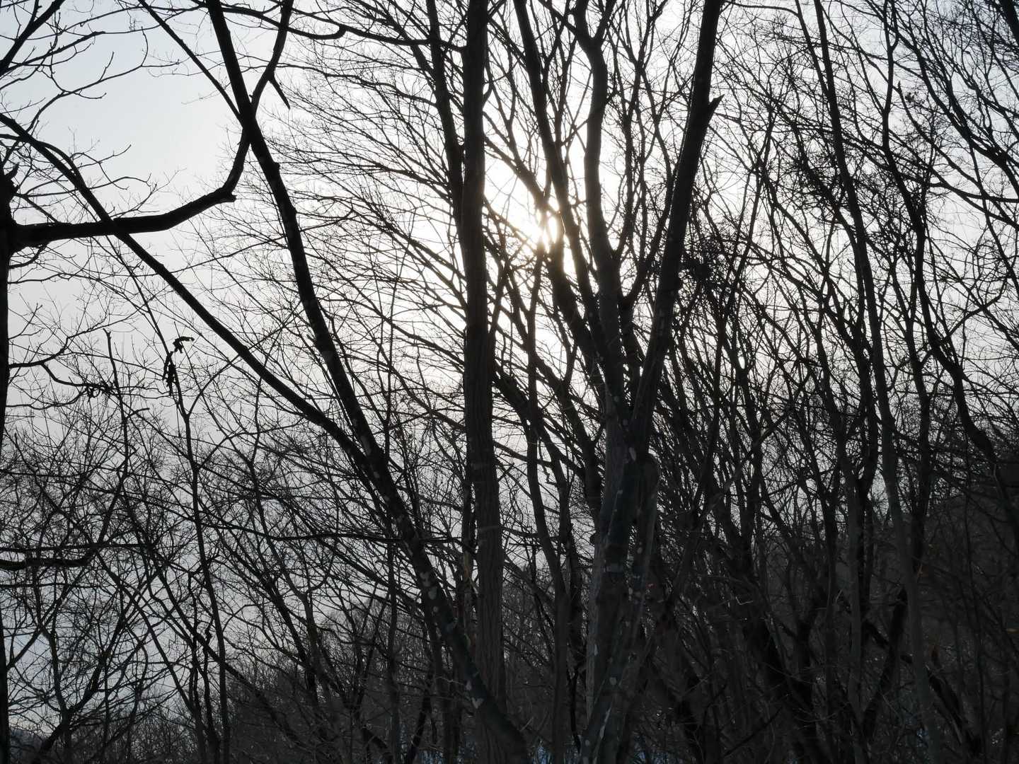 おぼろな太陽が…。頑張ってくれぃ☀️