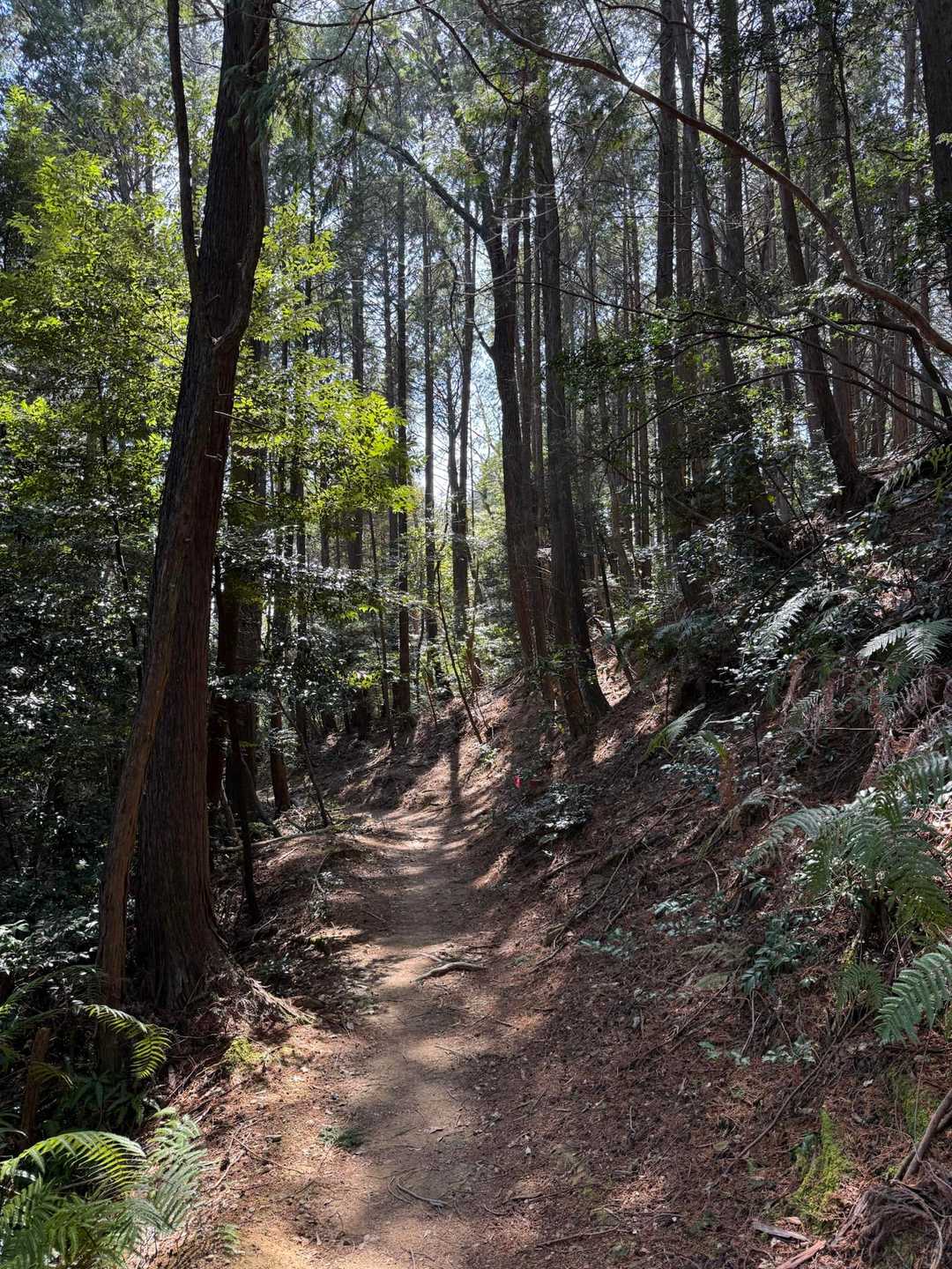 増位山に向かう道。