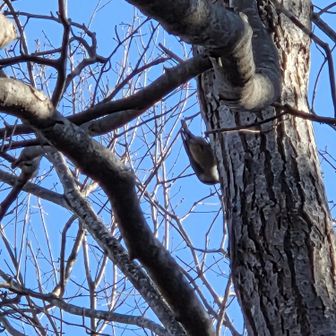鳥🐦いました～
下を向いて木につかまってます
逆光で色が💦