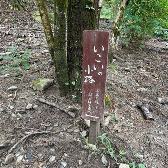 白旗池のベンチの所におられた男性(スタッフさん？？)にミヤマウズラについて訊いたら「○○の所にあるけど今年は咲いてませんね」との事で残念〜😰

ここから交野山のピークには寄らずに行こうと思います。