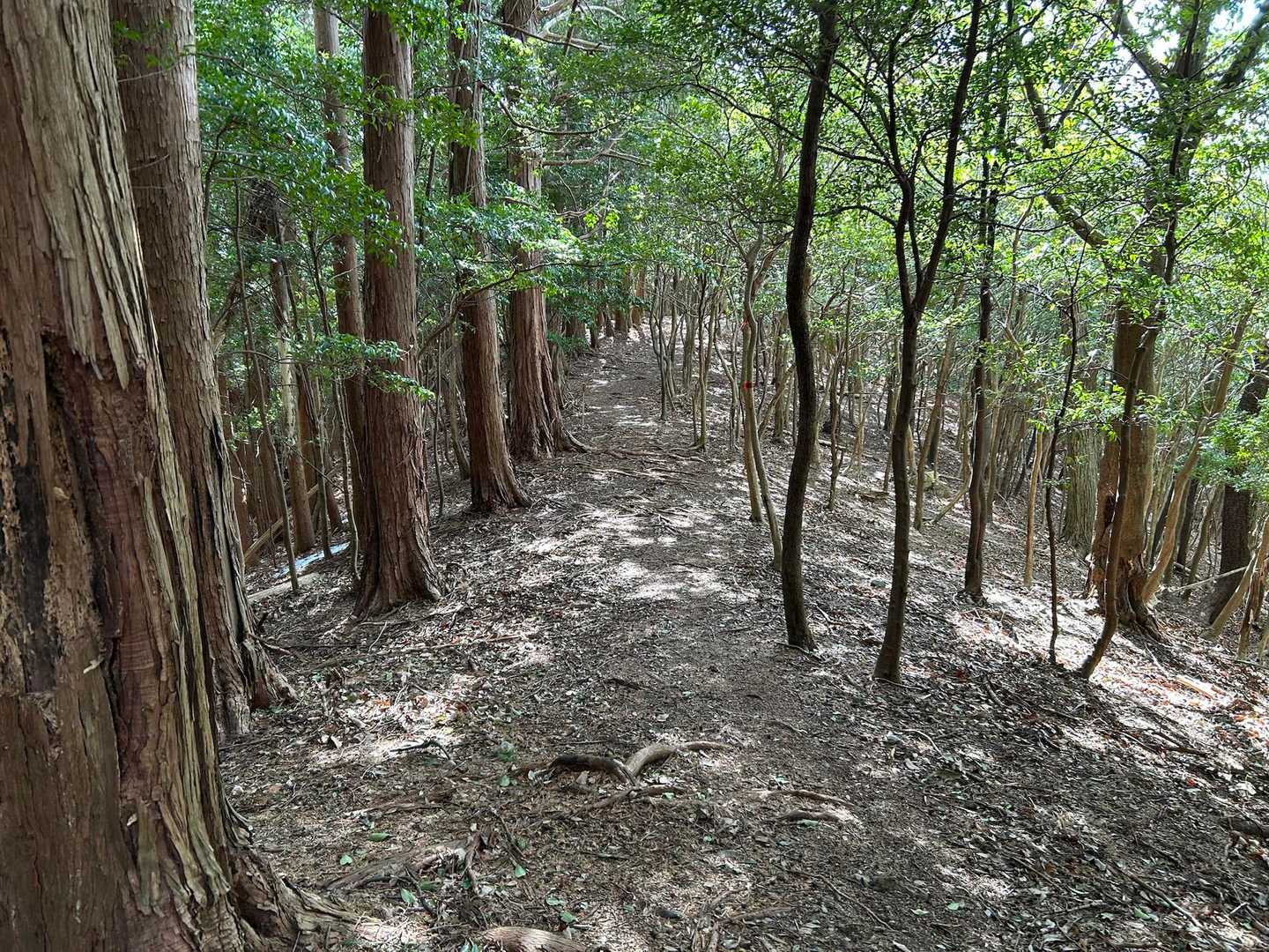 龍仙山-平山 周回コースの写真