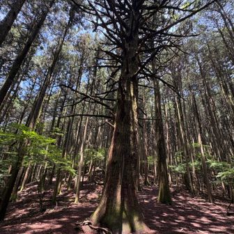 大杉の広場（標高1002） 通過

32丁目石
