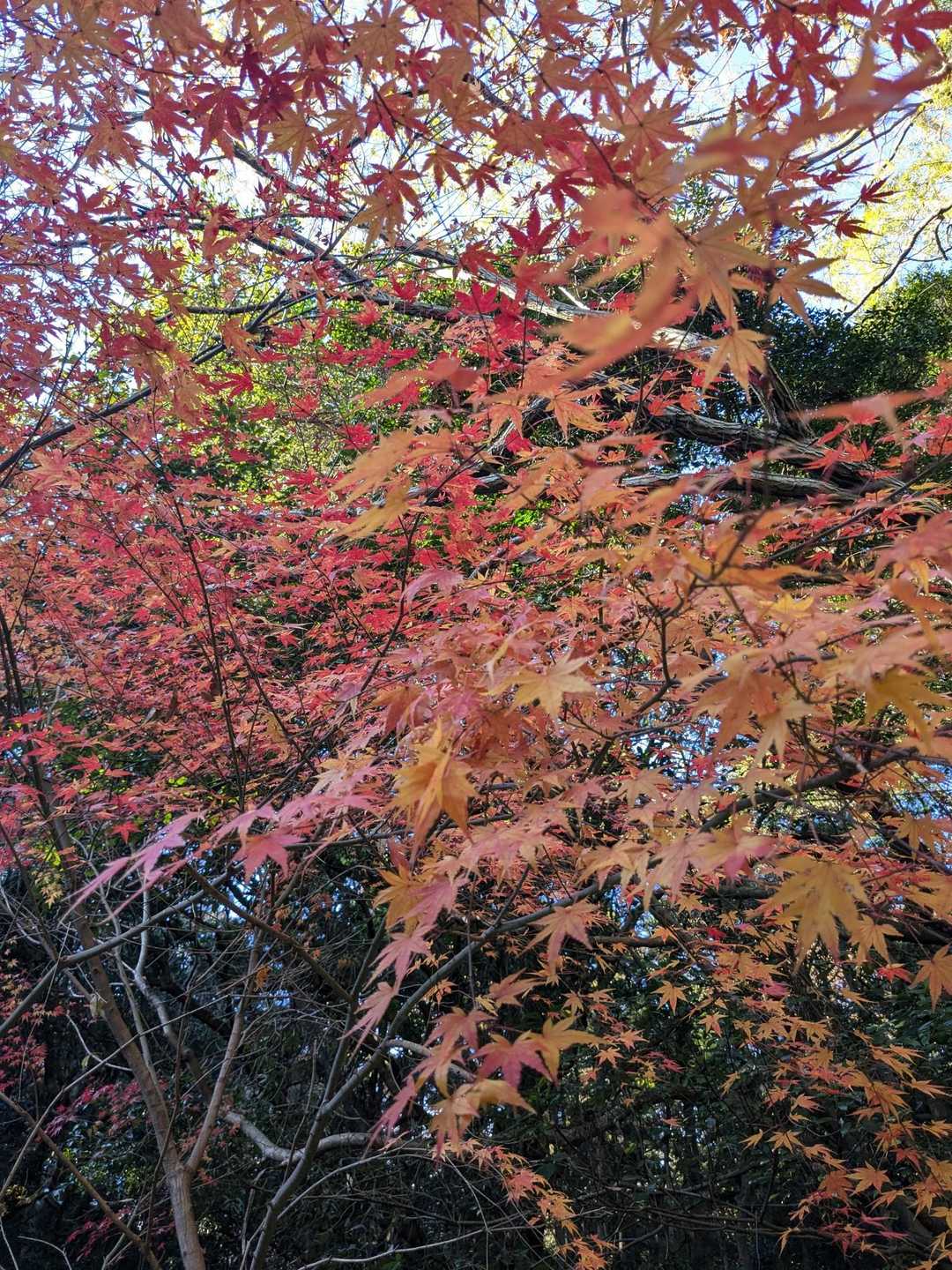 まだ紅葉が残ってた😲