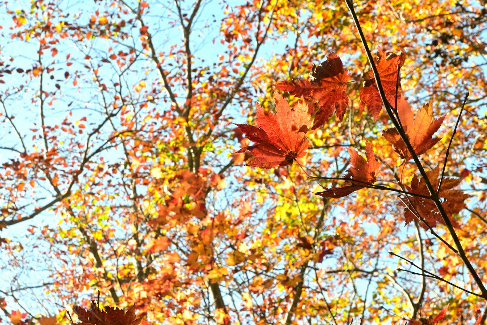 横長根から下山しながら紅葉狩り🍁✨
