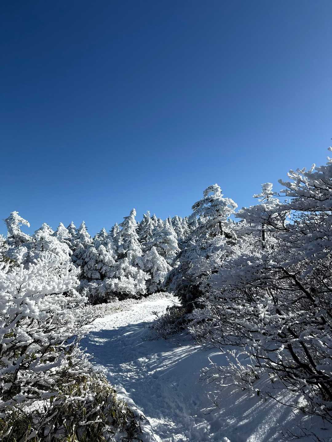恵那山(日本百名山23座目) / しょうたろうさんの恵那山・大判山・神坂