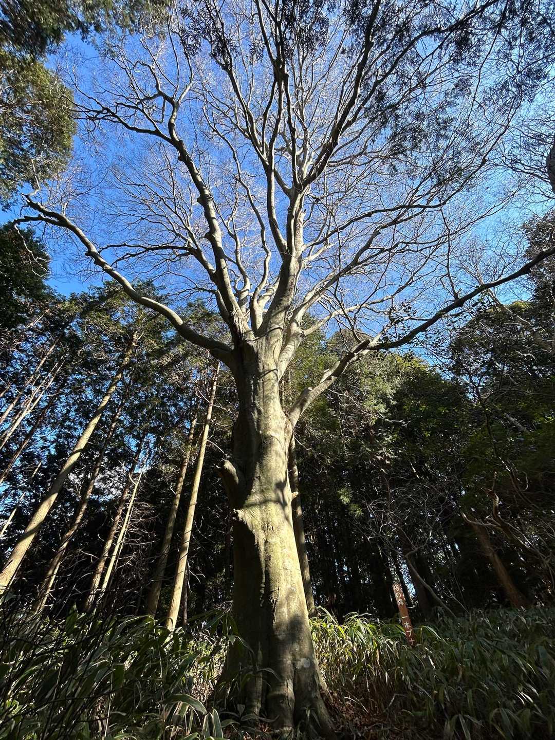 一本杉