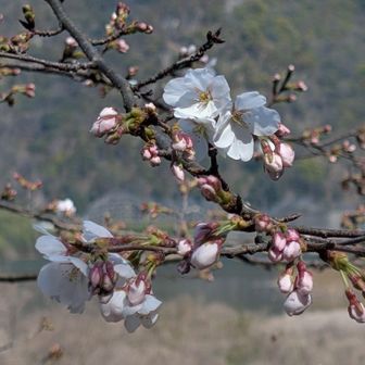 咲き始めています🌸