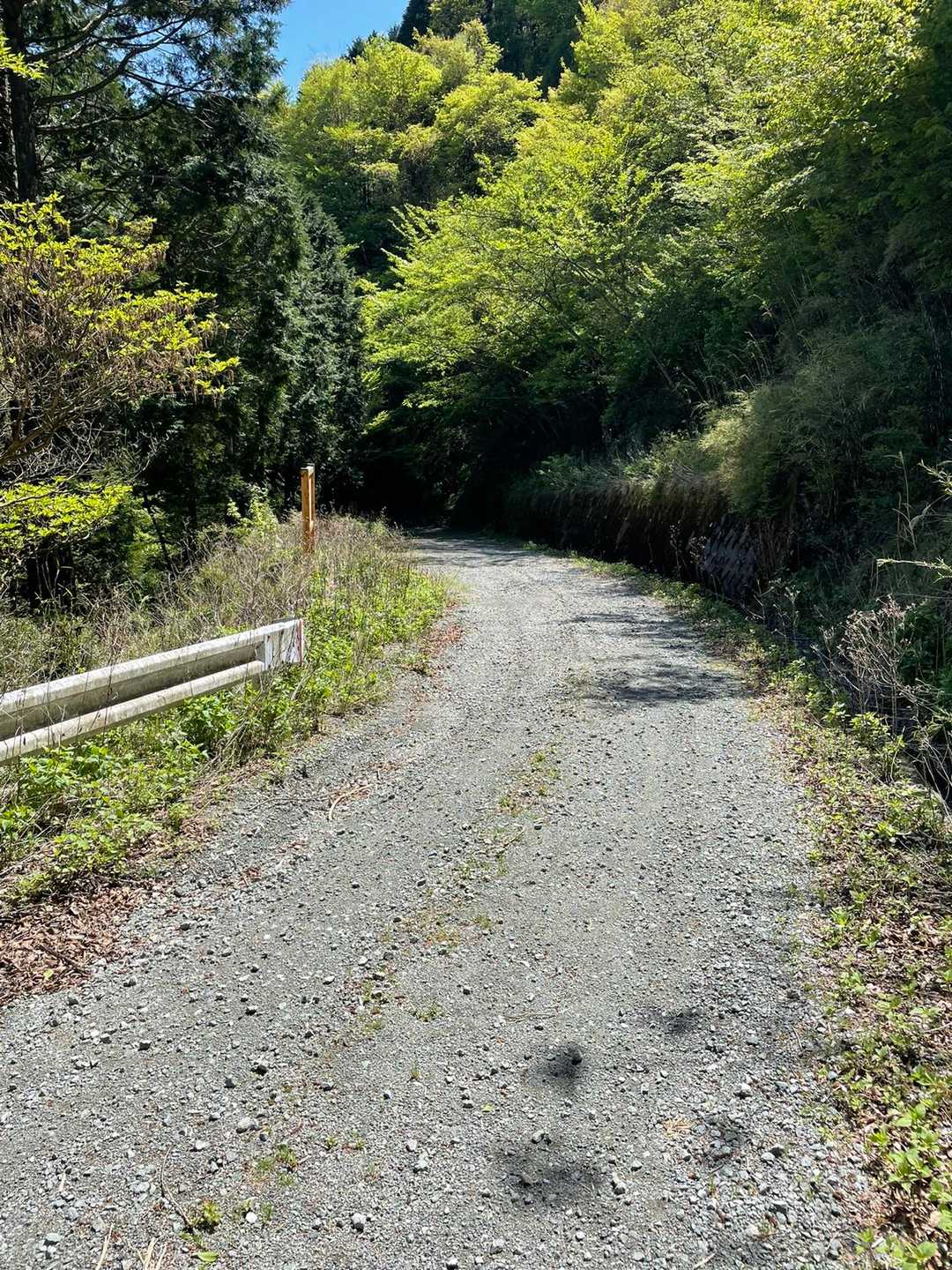 帰りの林道。少々休憩します。