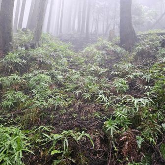 ニホンジカがこの斜面を下りてきて、登山道を横切って行きました