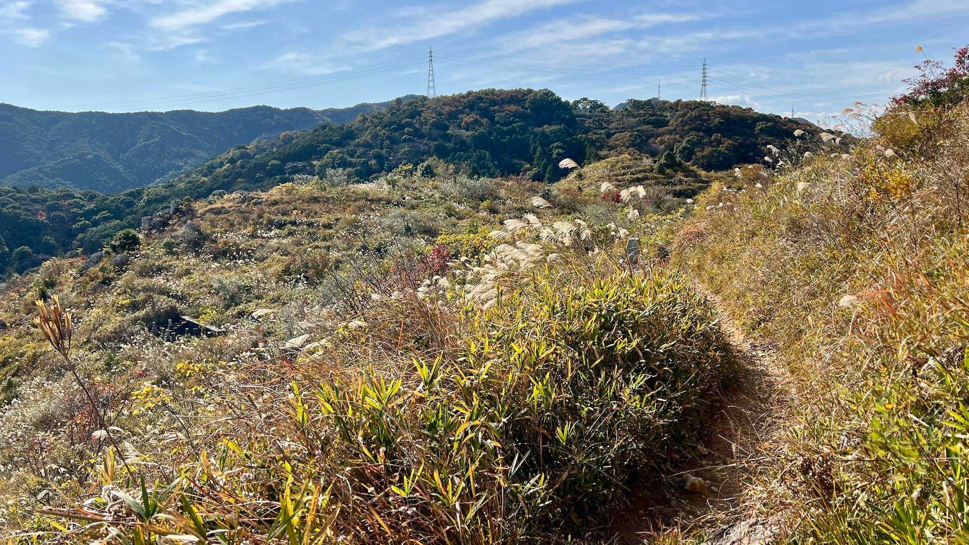 なんだかのんびりした感じの登山道