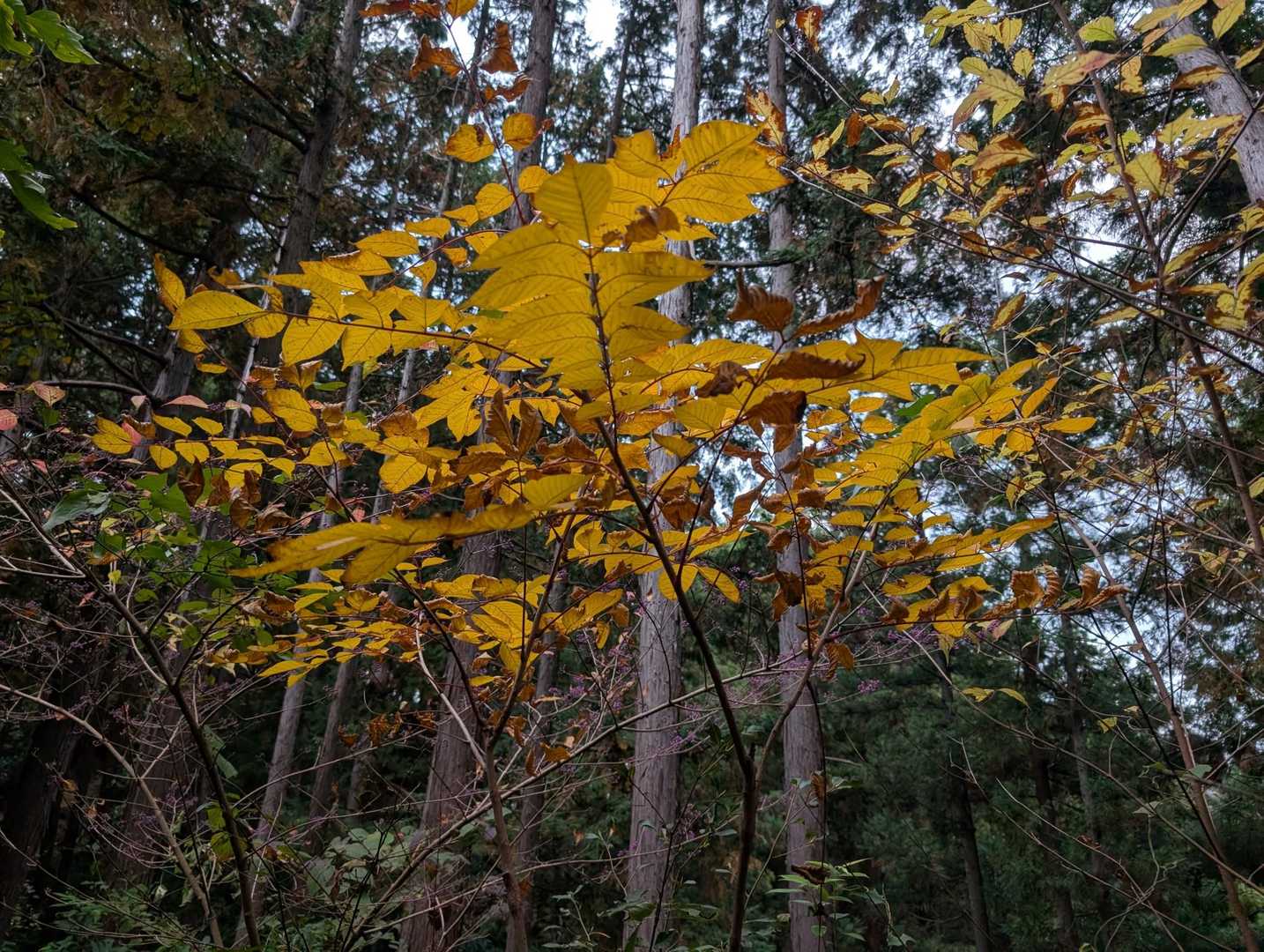 下も少し紅葉