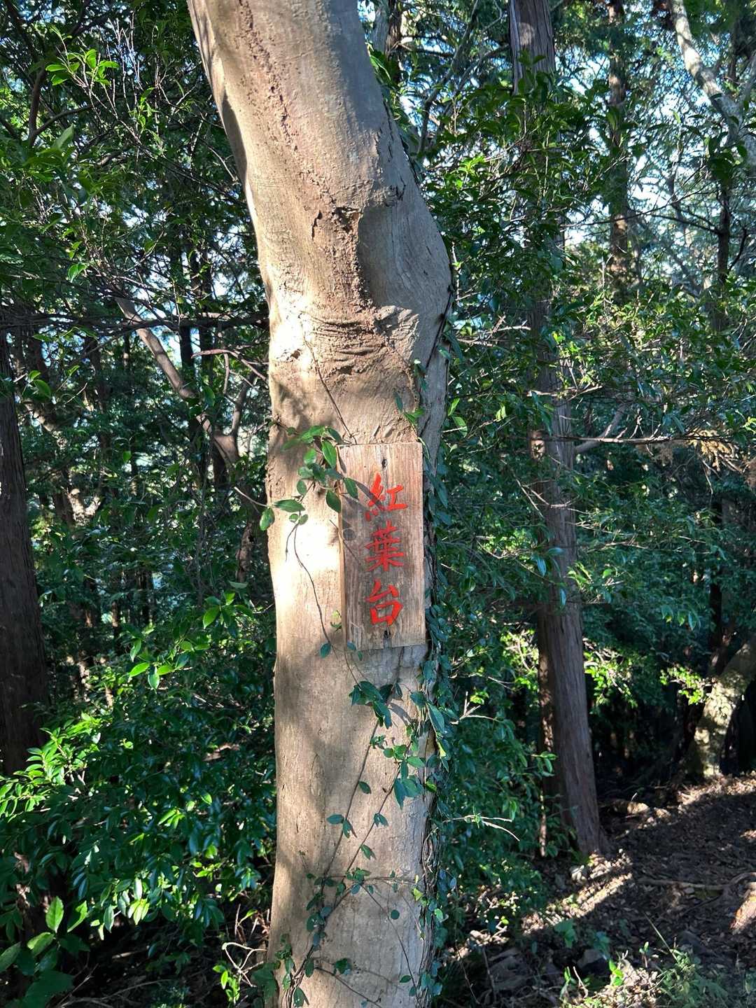 久しぶりの紅葉台