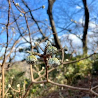 ミツマタちゃん