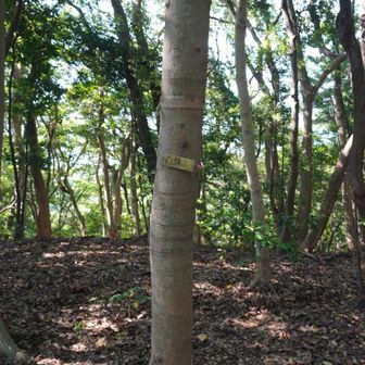 六座目、白旗山