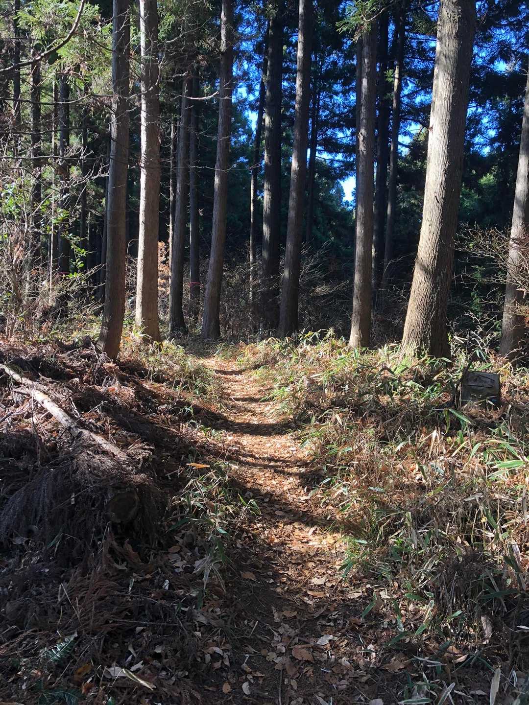 冬って感じの山道ではないですねー、快適です。