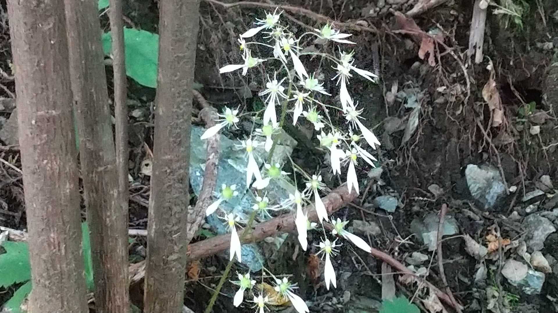 人字草