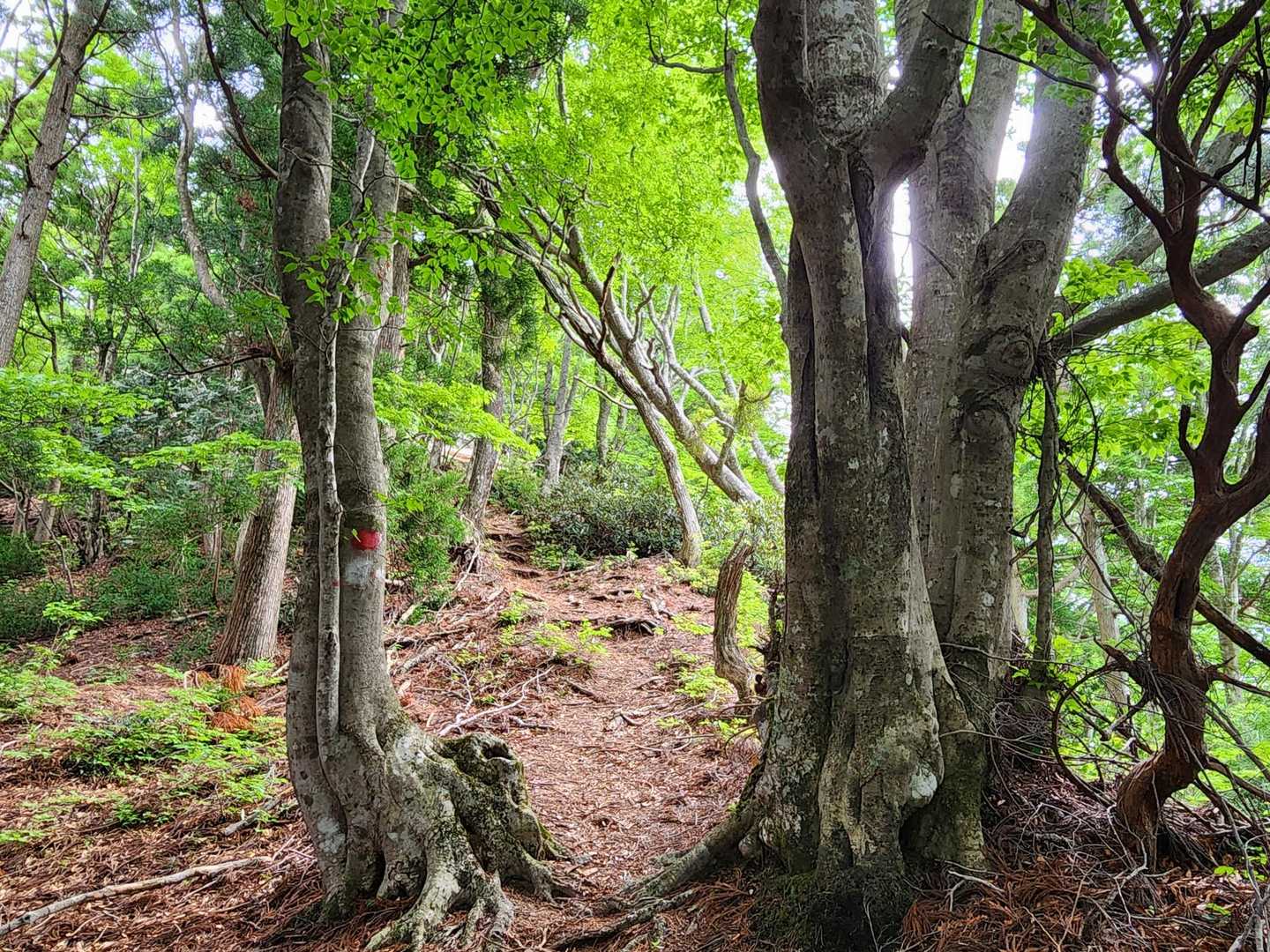 釈迦岳-カラ岳-イン谷口バス停 周回コースの写真