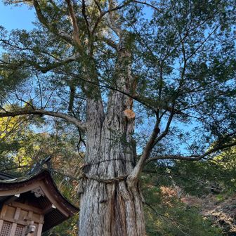 御神木
