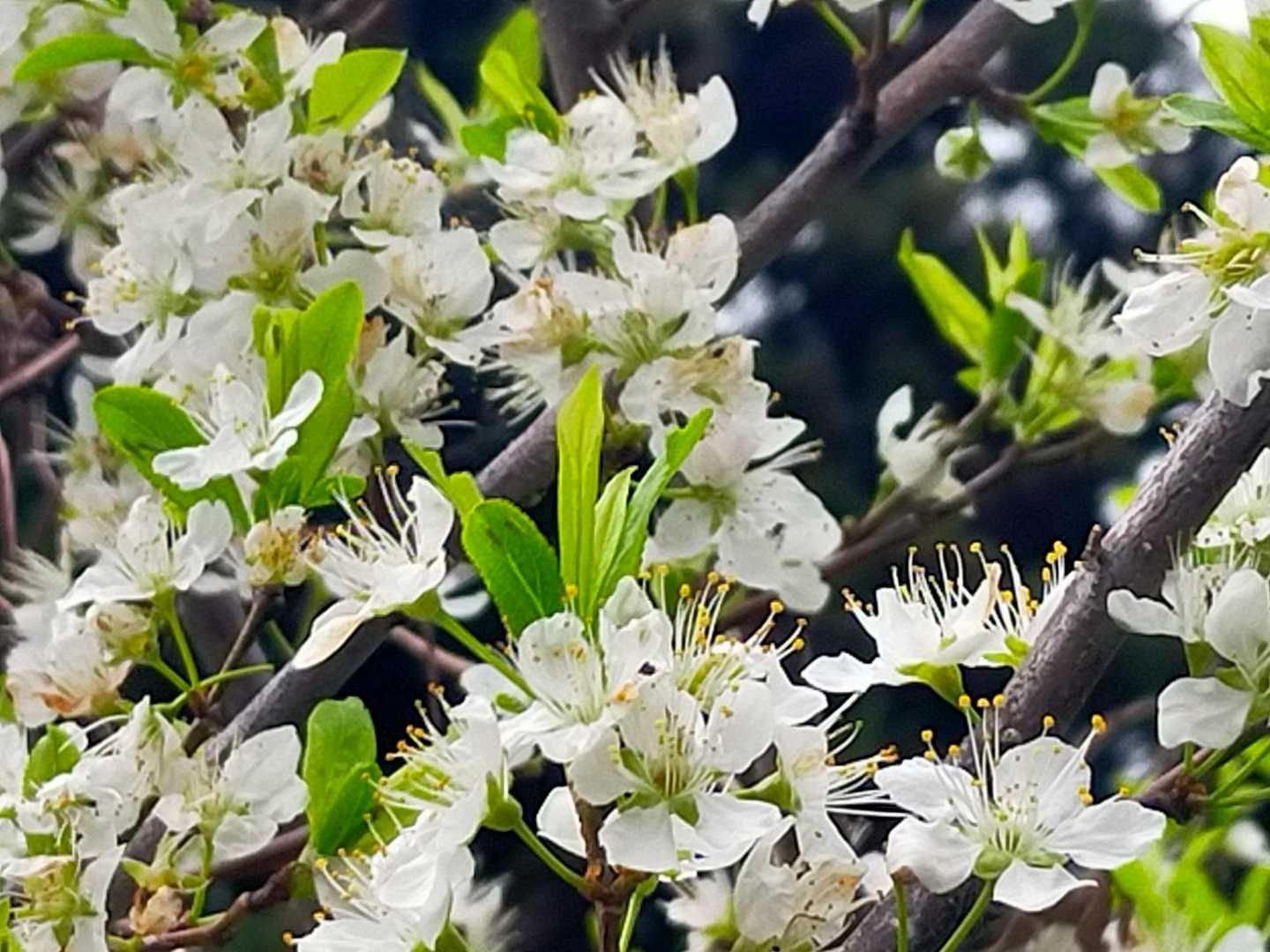 葉桜
白と緑が清々しい✨