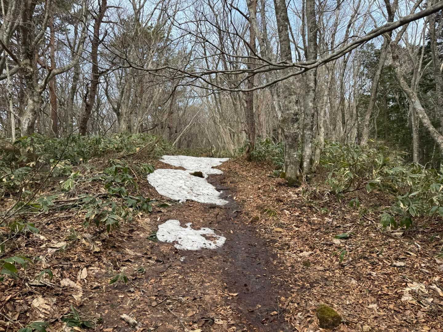 登山道の雪ほぼ消えかけ