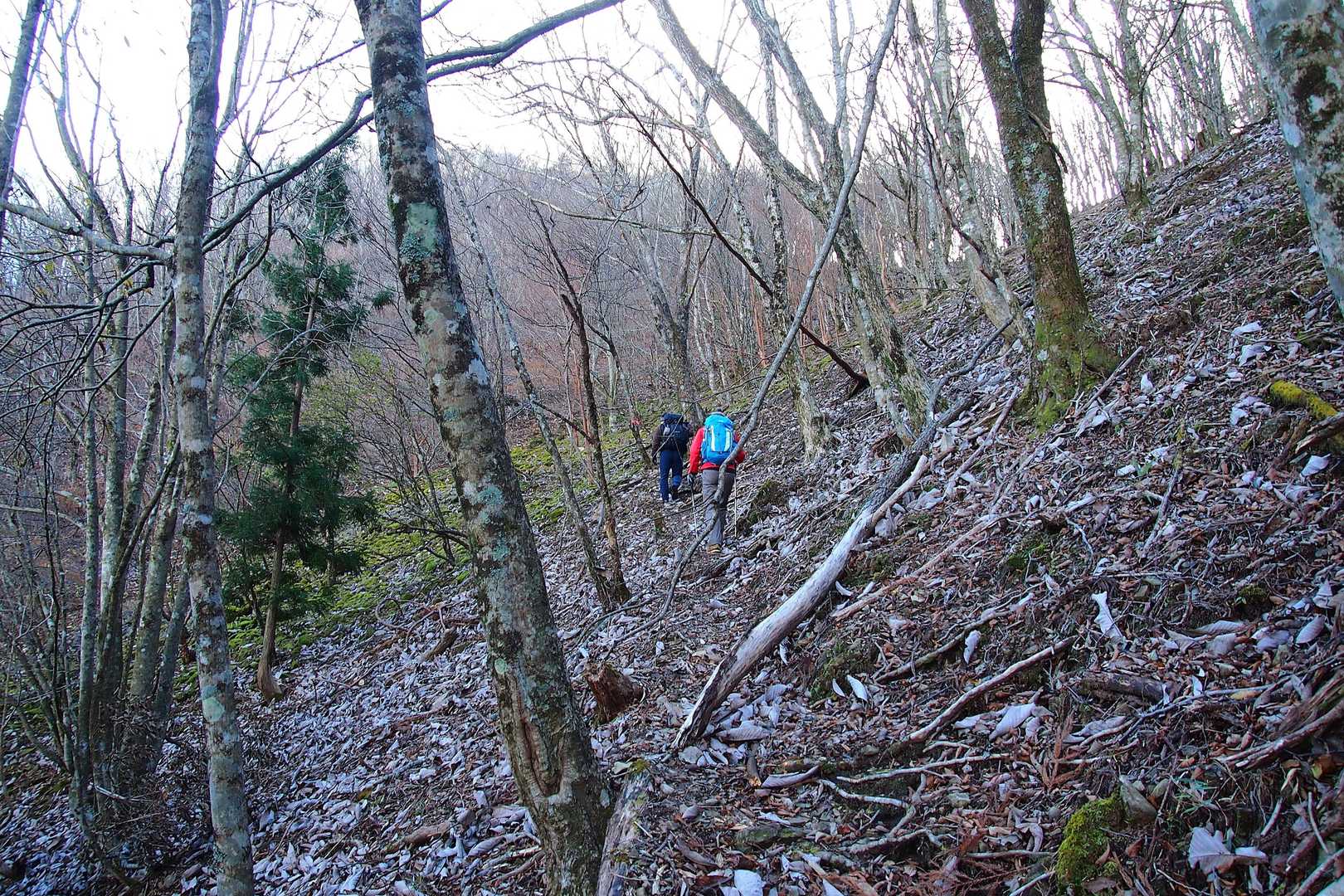 前日は大峰や台高の高いところで雪となり、金剛山ですら真っ白だったので又剣山も積もっているかと思いましたが、こちらはほとんど雪もなく、冬枯れの尾根を行きます。
