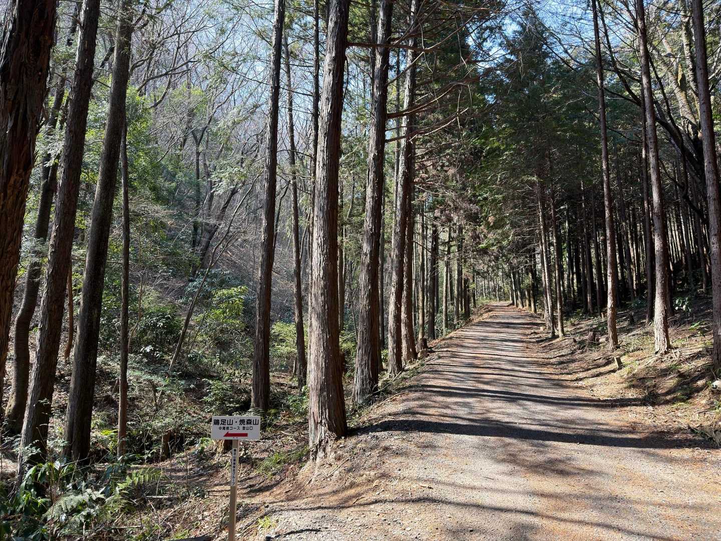 真っ直ぐ！と思ったら左側に登山道があった🥾