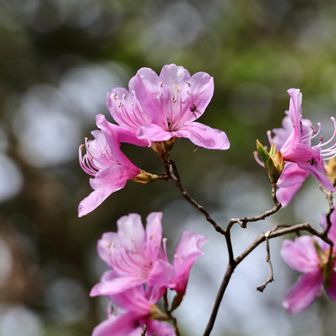 ツツジが咲き始めていました。