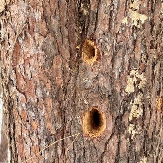 開けたてホヤホヤ