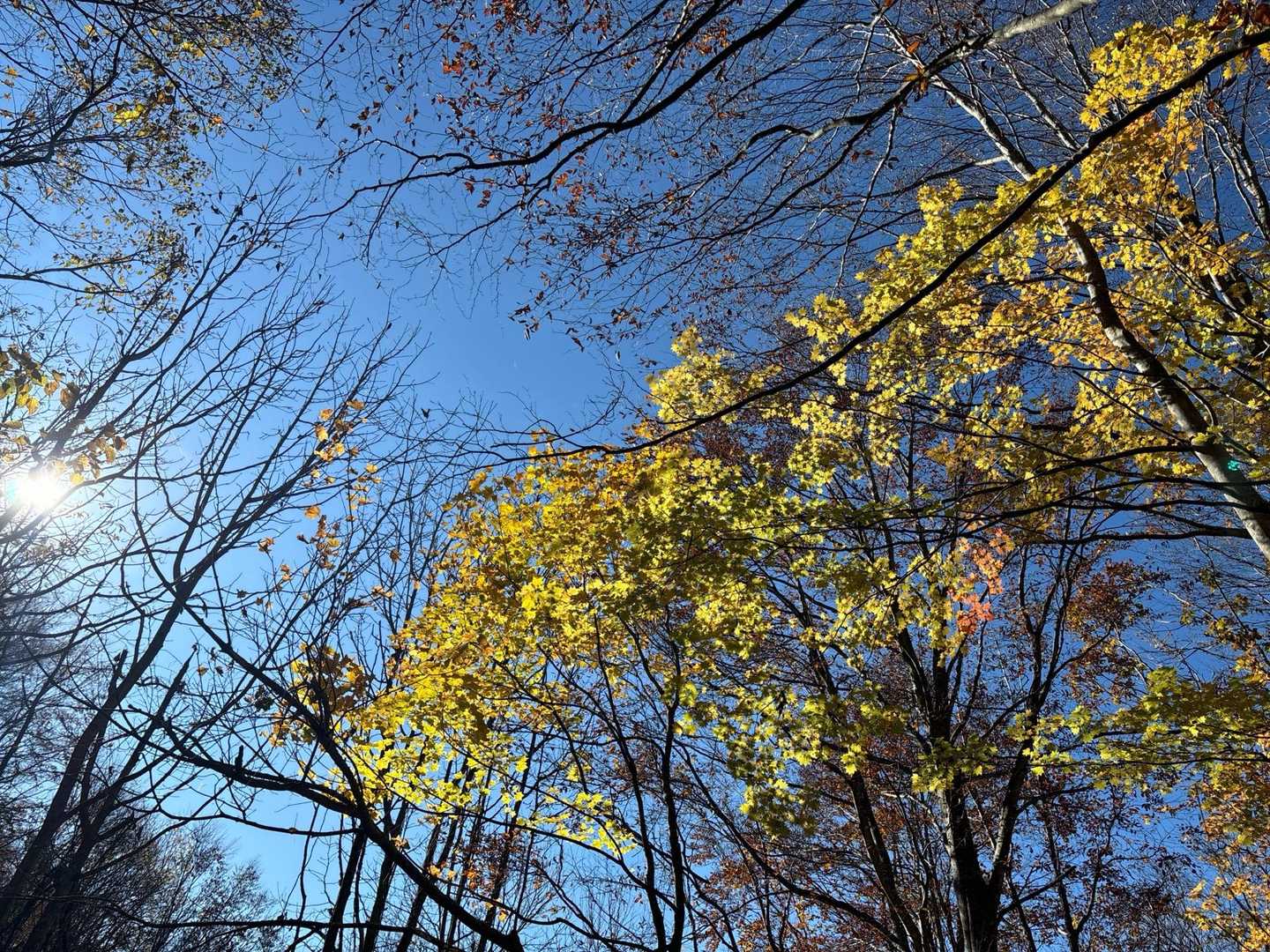 晴天☀️紅葉は最強❗️