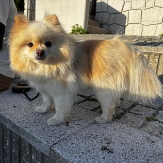 ポメラニアンのぽんちゃん