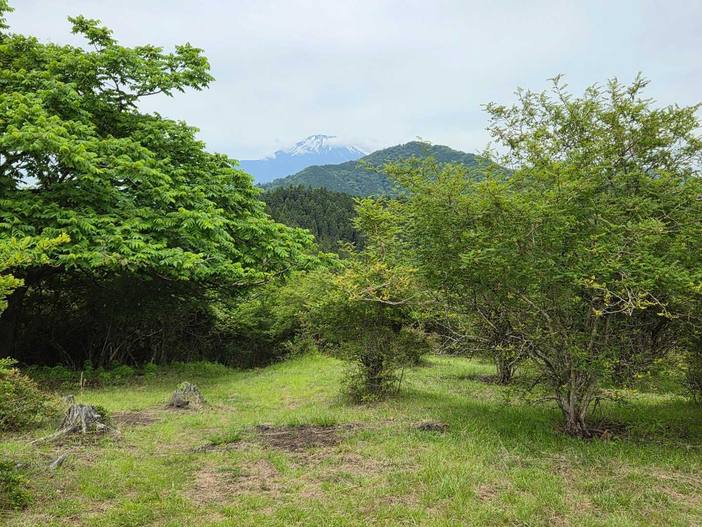 富士山が見えましたよ。