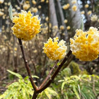 和紙にも使われているミツマタ🌼