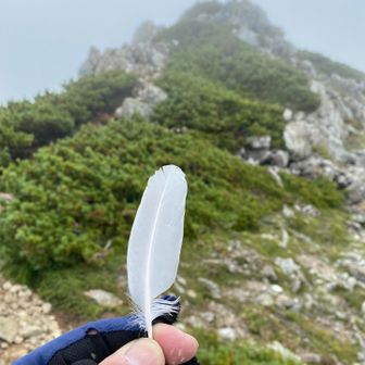 剱御前で雷鳥のはね拾いました